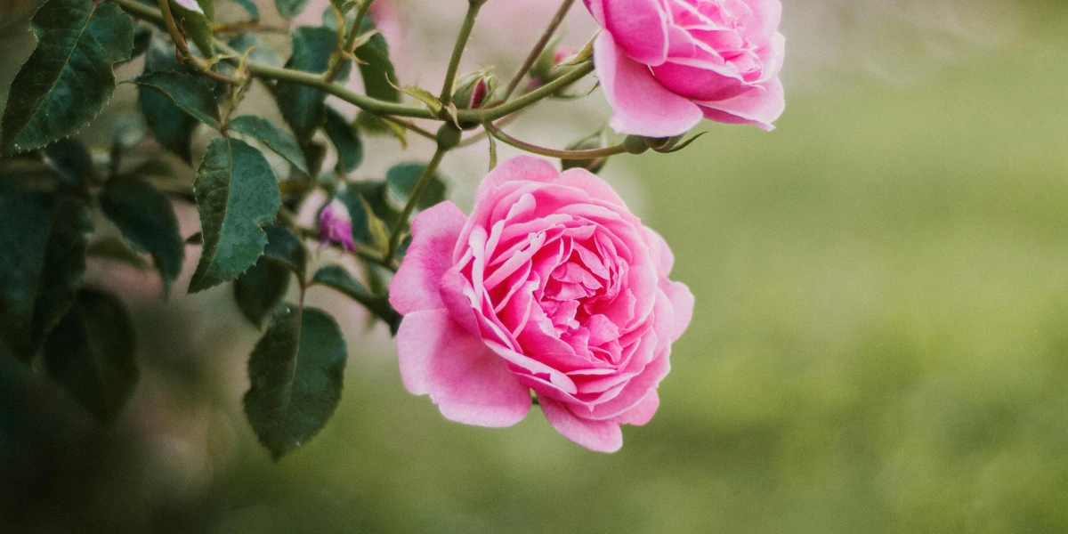 Municipal Rose Garden in San Jose, California